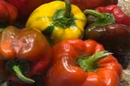 2023 Growing Bell Peppers