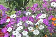 2023 Growing Petunias - What a Success!