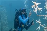 All 350 Miles of Florida's Coral Reefs Have DIED. It is a Big Deal!