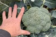 Growing Broccoli From Seed