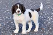 I Thank God For Puppies.... I Really Do!