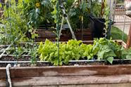 My Fall Harvest Has Begun - Snap Peas, Lettuce, Bok Choy
