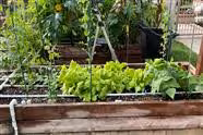 My Fall Harvest Has Begun - Snap Peas, Lettuce, Bok Choy