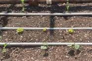 My Garden - October 2023