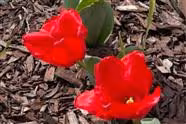 Time To Put Your Tulips in the Refrigerator