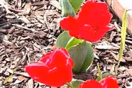 Tulips 2023