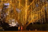 123Farm Christmas Nights - Last Chance!