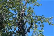 Callery Pear Tree Trimming Day