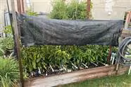 Protect Your Peppers From the Sun With a Sun Shade