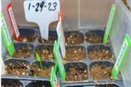 Start Your Seeds for Your Spring and Summer Garden!