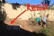 Throwback to June 2014 - My New Reed Avocado Tree