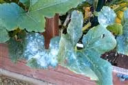 What is the White Powder on my Zucchini Leaves?